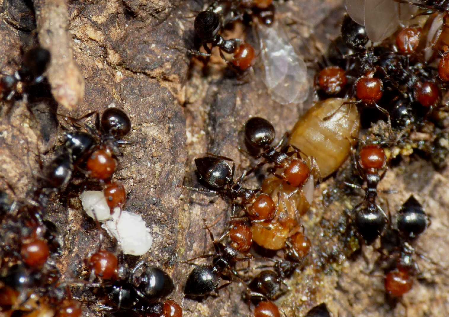 Crematogaster scutellaris